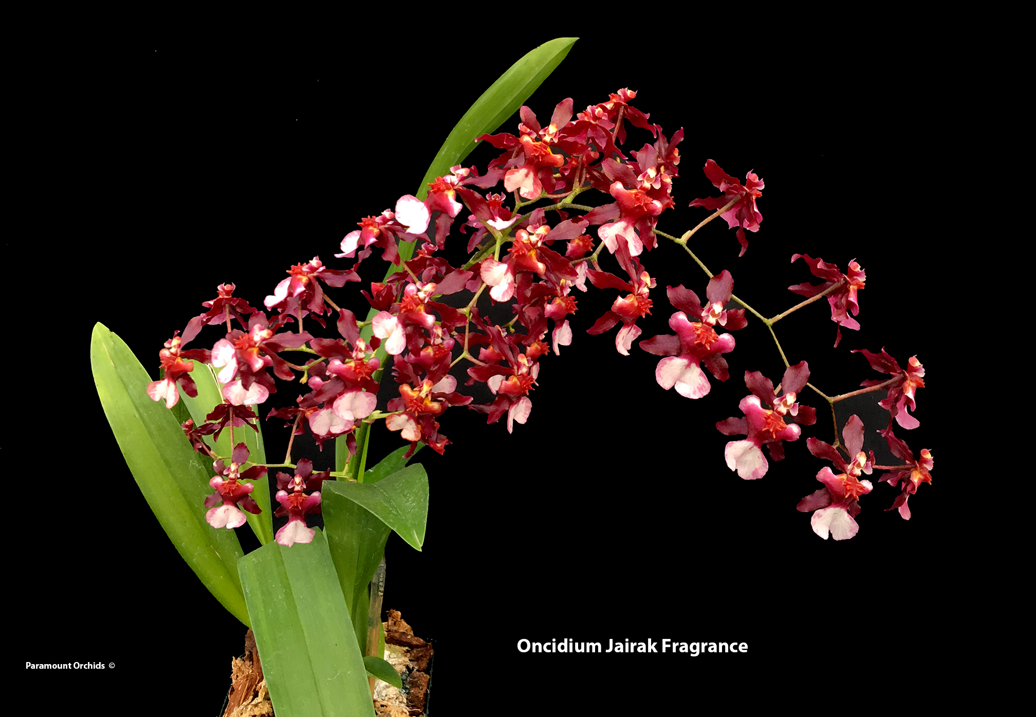 Oncidium Intergenerics Oncidium Thru Z